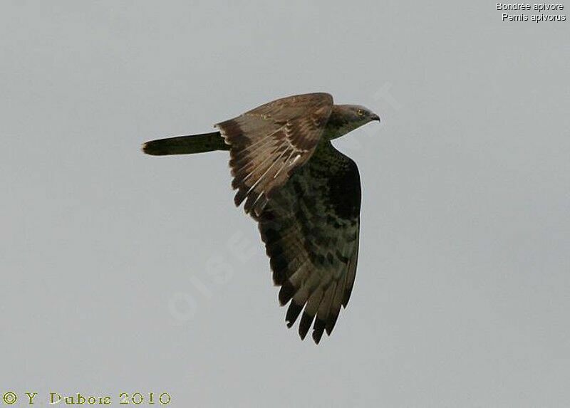 European Honey Buzzard