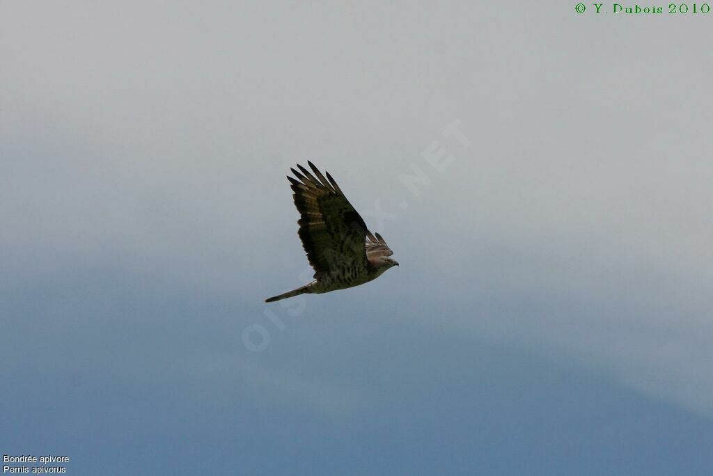 European Honey Buzzard