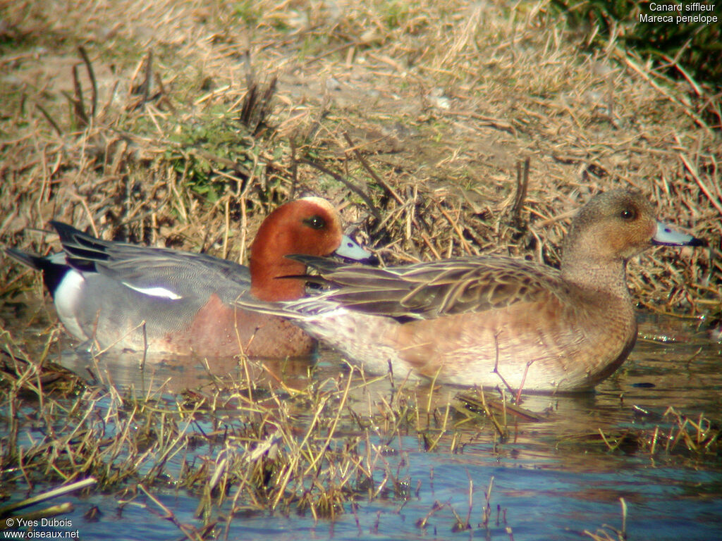 Canard siffleur