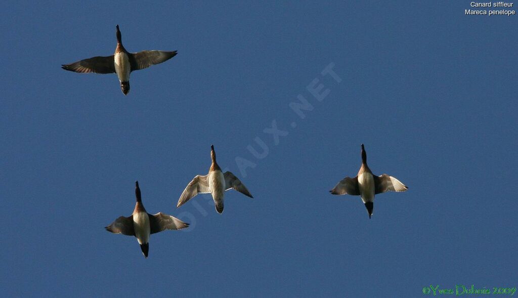 Canard siffleur