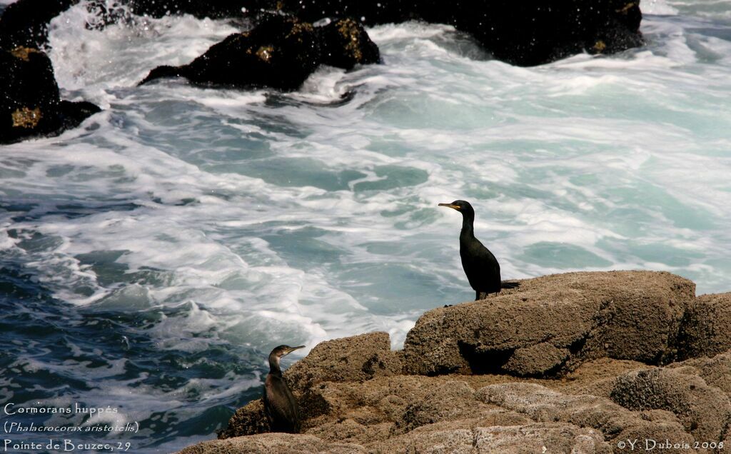 European Shag