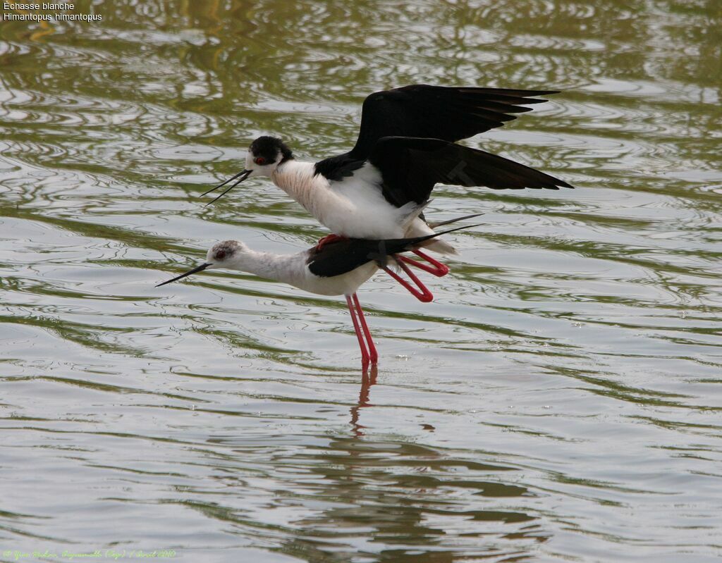 Black-winged Stilt