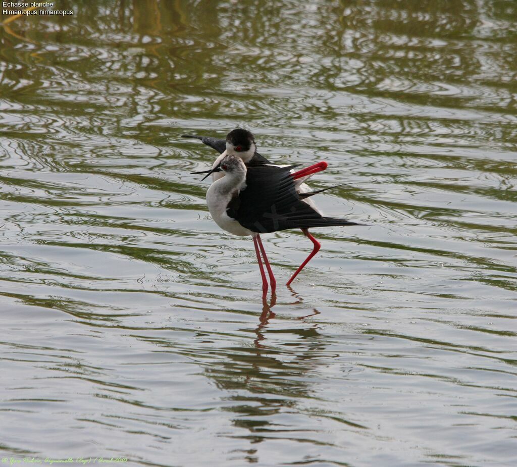 Black-winged Stilt