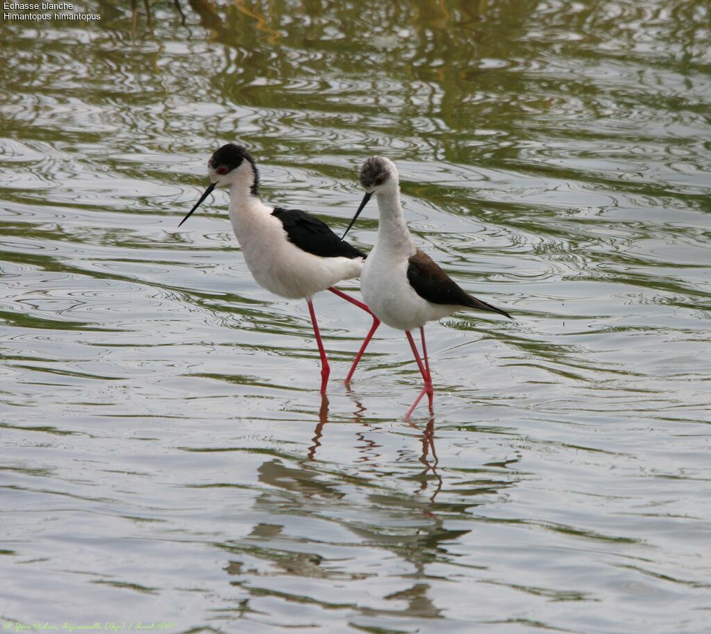 Black-winged Stilt