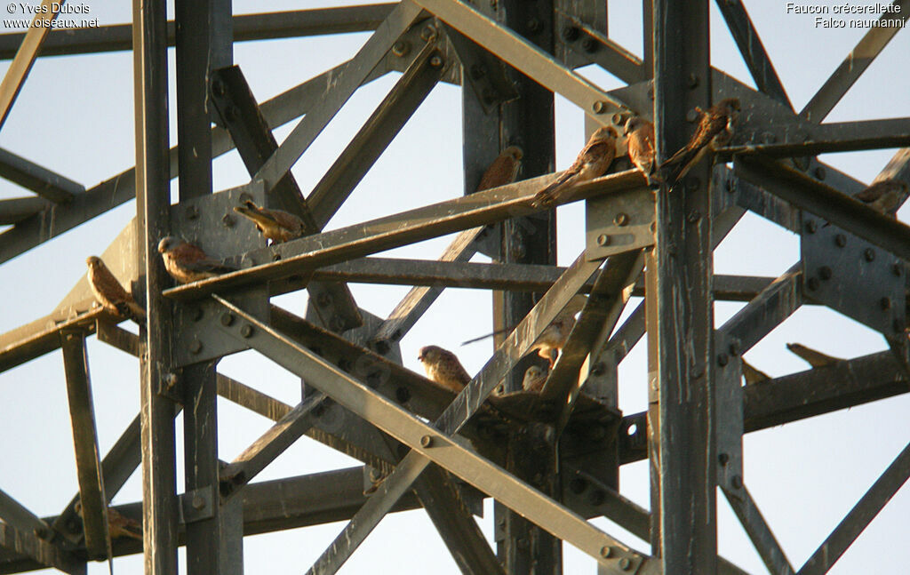 Lesser Kestrel