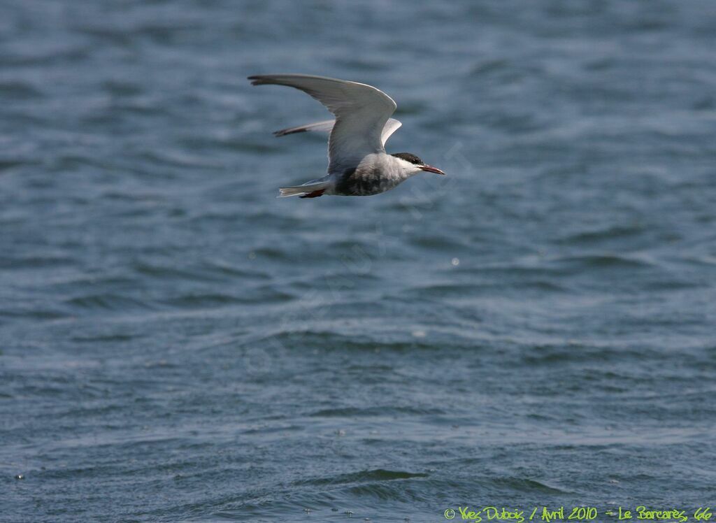 Whiskered Tern