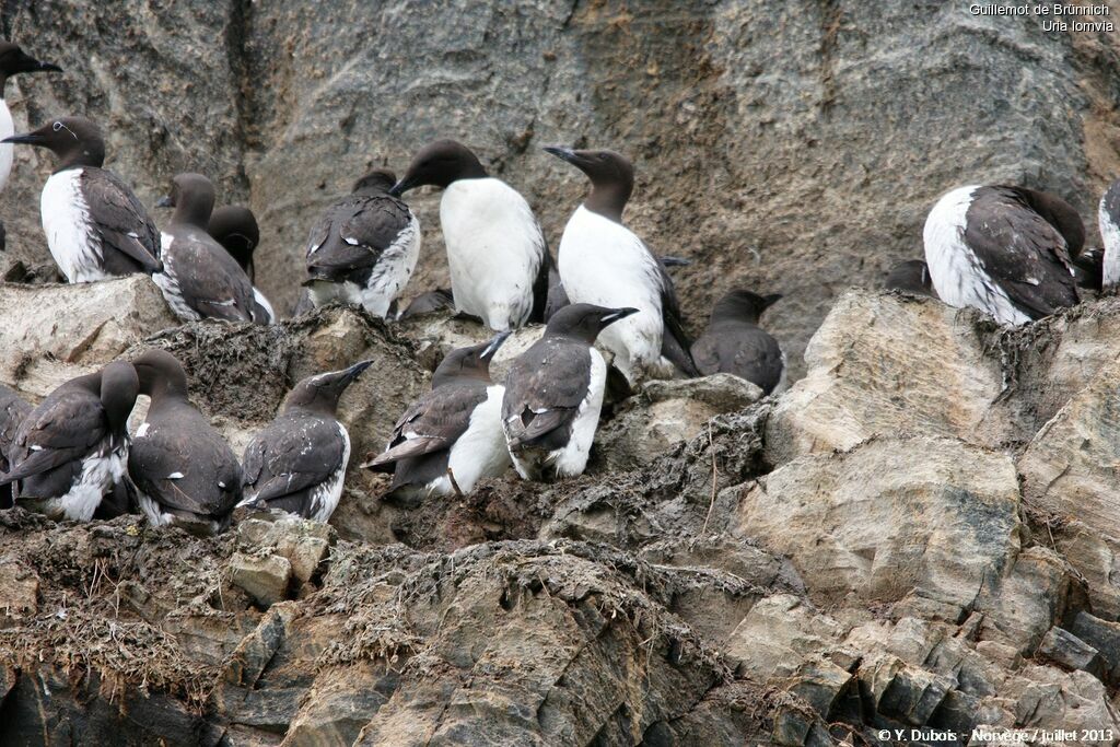 Guillemot de Brünnich