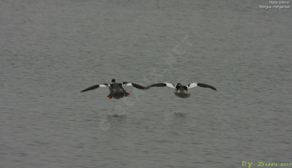 Common Merganser