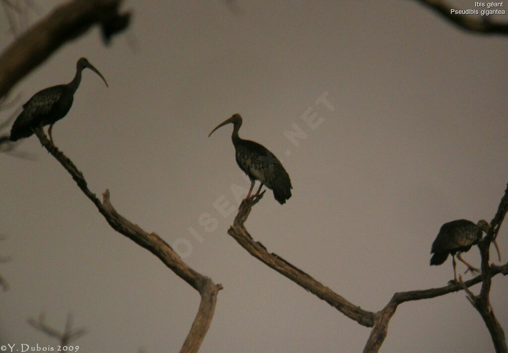 Ibis géant