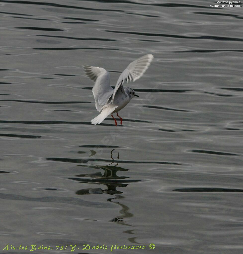 Mouette pygmée