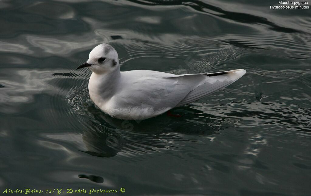 Mouette pygmée