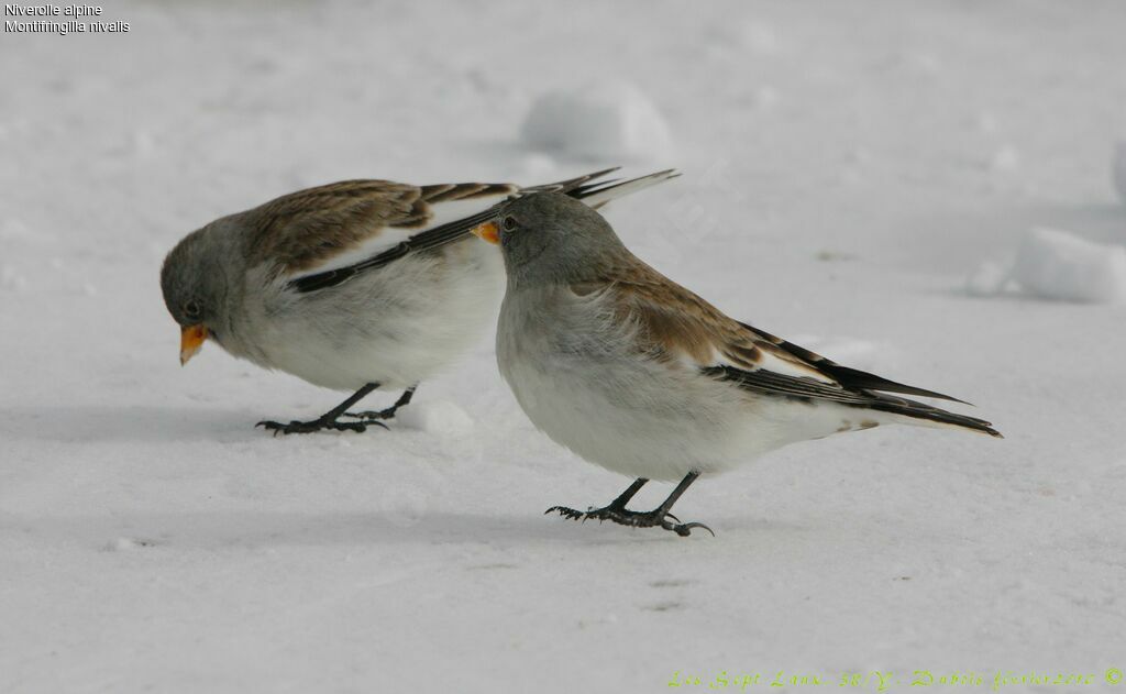 White-winged Snowfinch