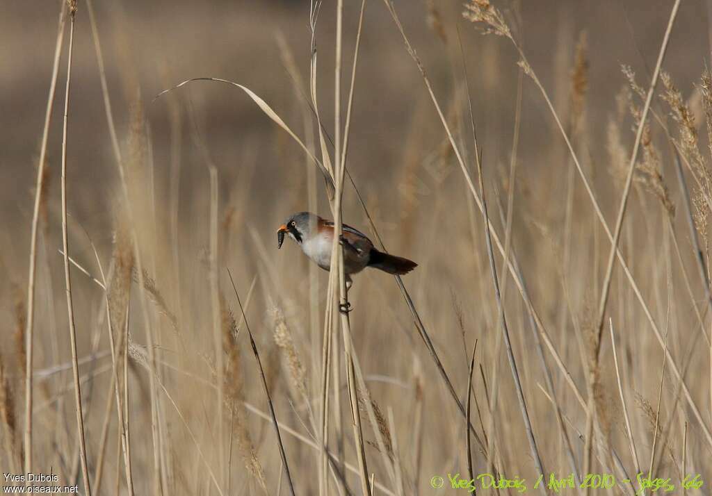 Bearded Reedling male adult, feeding habits