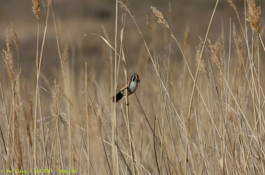 Bearded Reedling