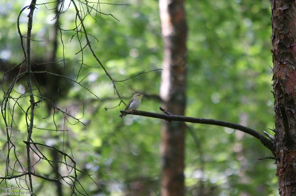 Pouillot siffleuradulte, habitat