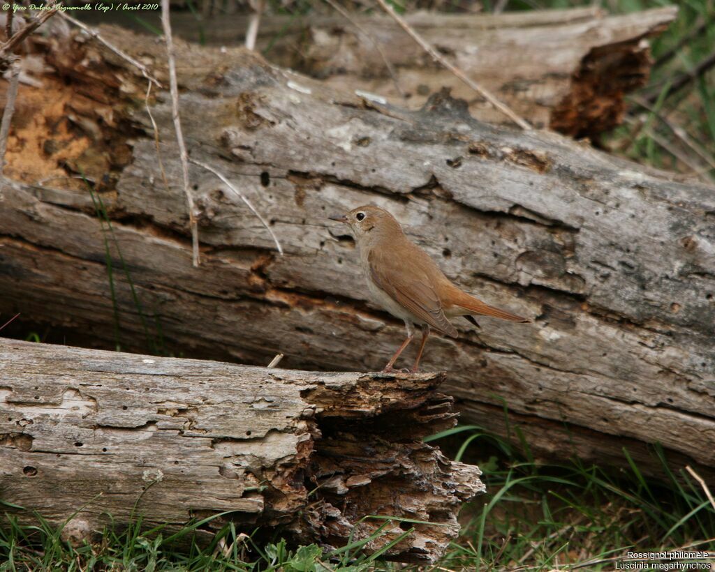 Common Nightingale