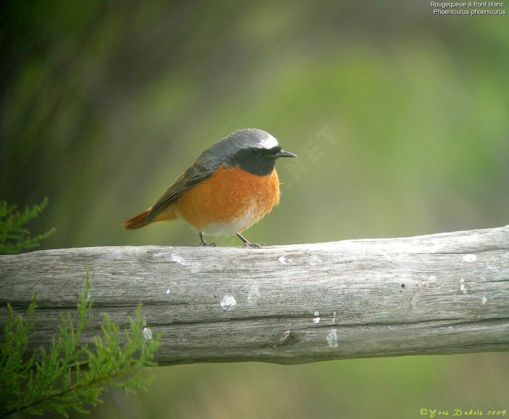 Common Redstart