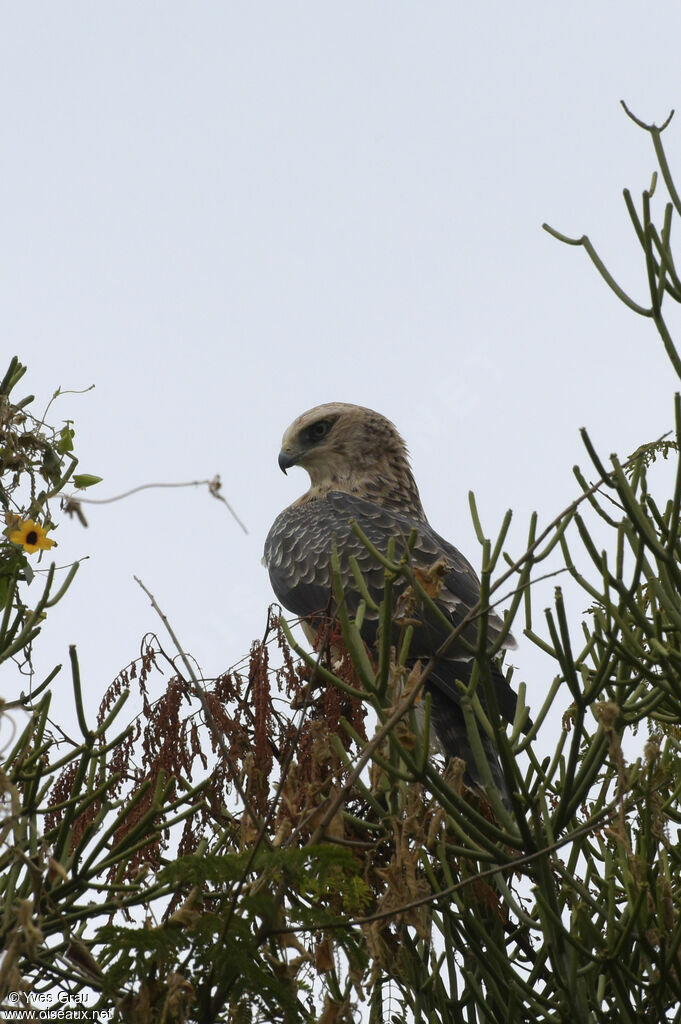 Ayres's Hawk-Eagle