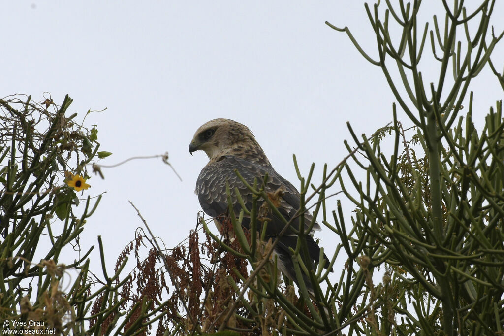 Aigle d'Ayres