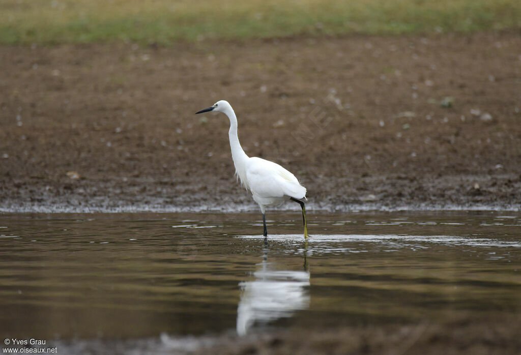 Little Egret