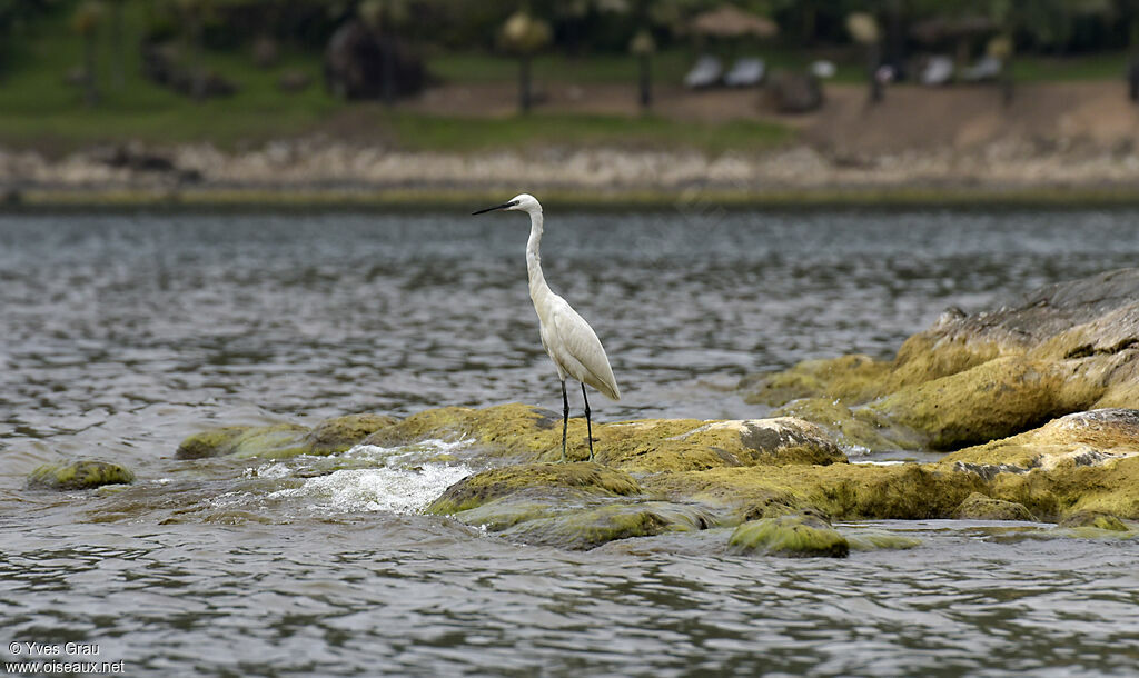 Little Egret