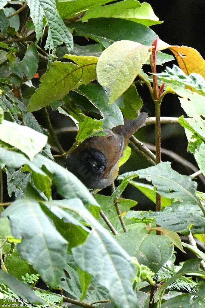 Rwenzori Hill Babbler