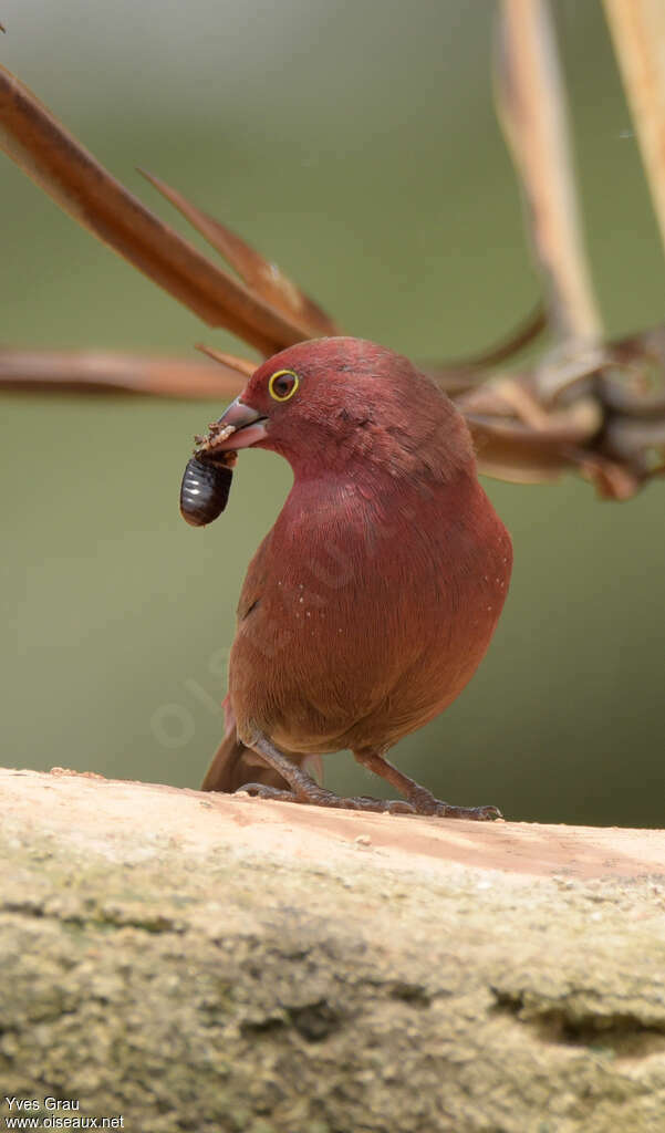 Red-billed Firefinch male, feeding habits