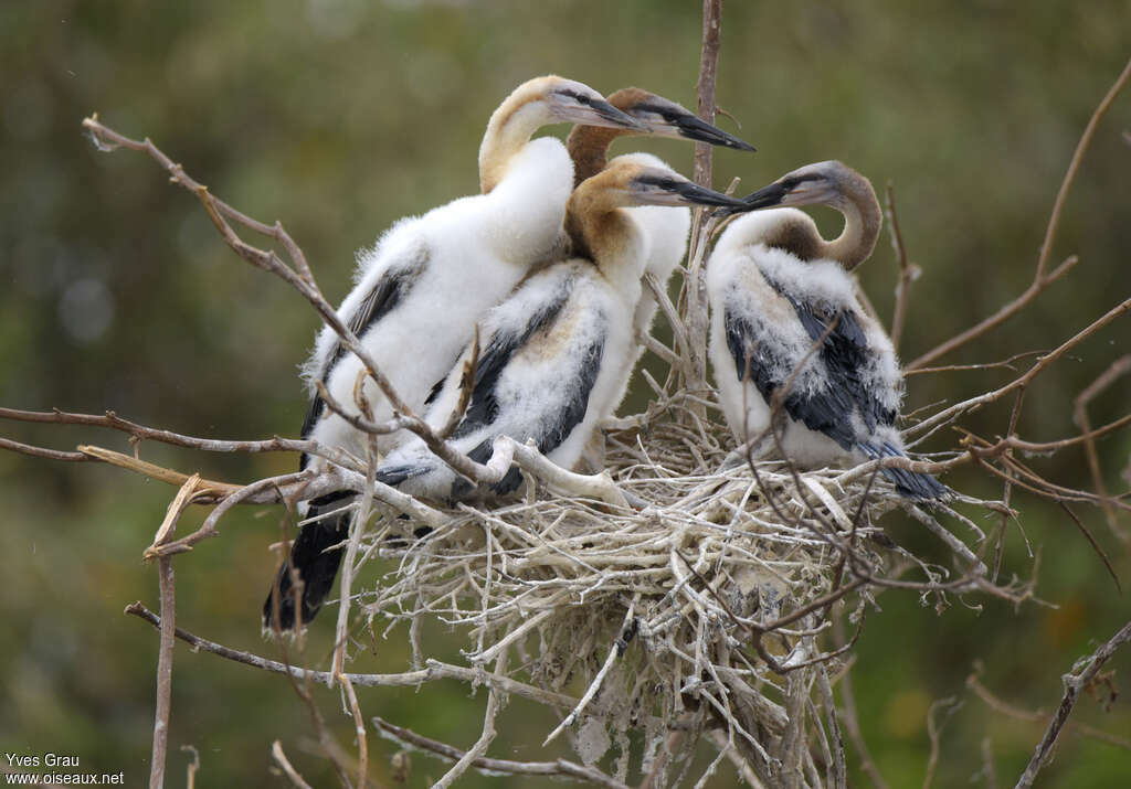 Anhinga d'Afriquejuvénile, identification, Nidification
