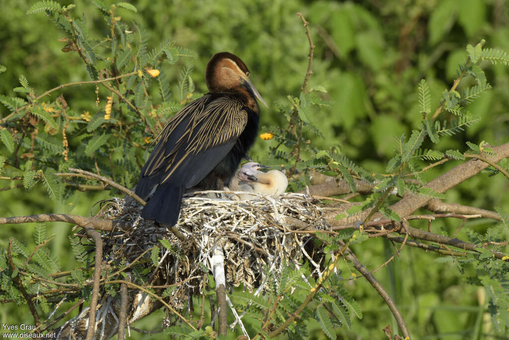 African DarterPoussin, habitat, Reproduction-nesting
