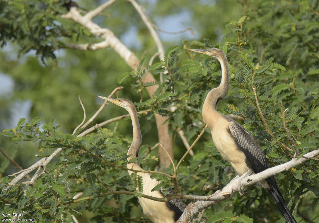 African Darterimmature, habitat