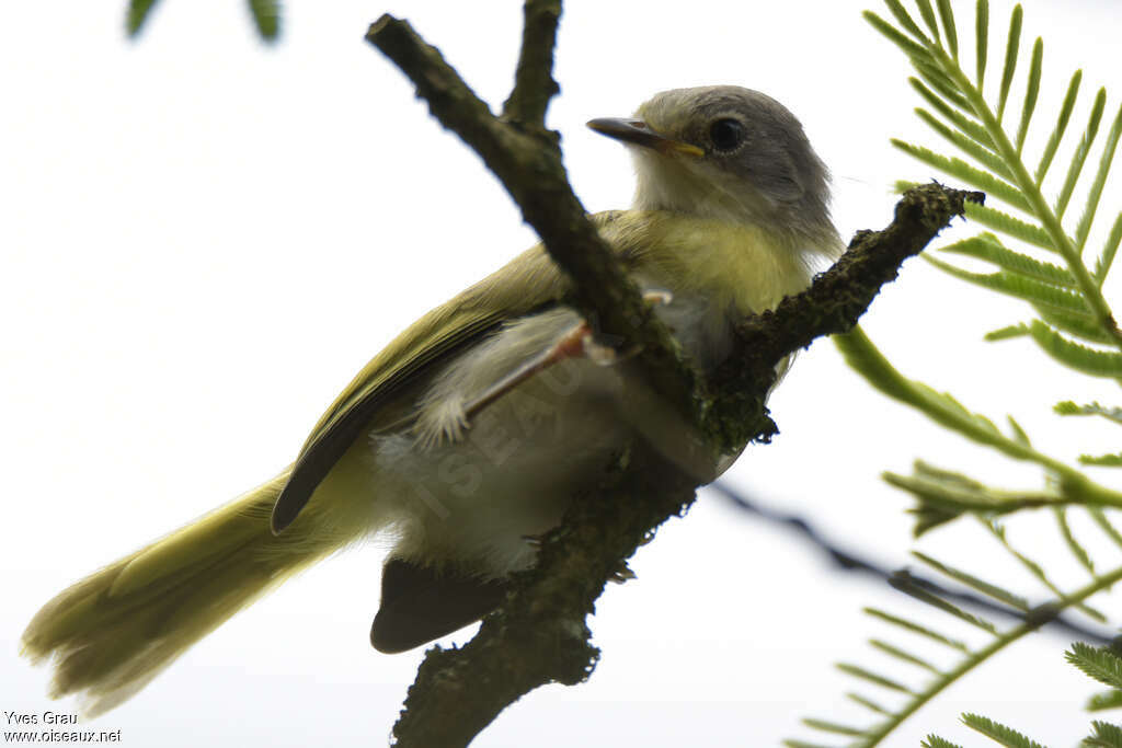 Apalis à gorge jaunejuvénile, identification