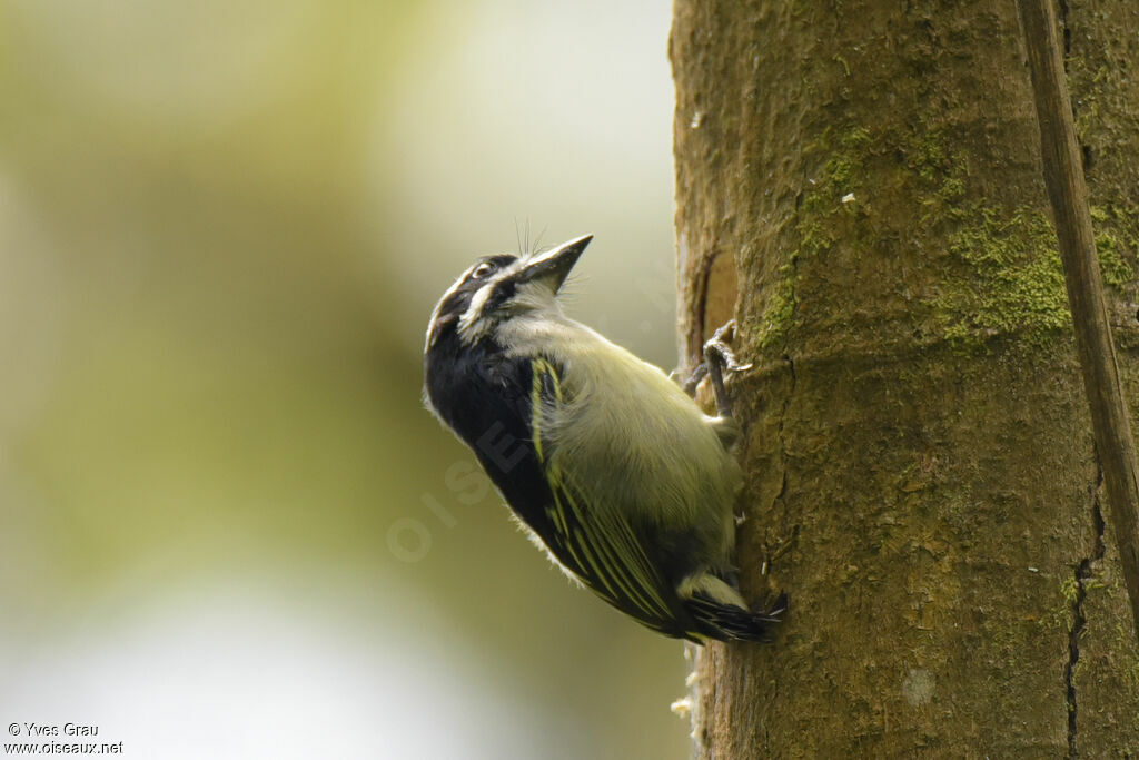Yellow-rumped Tinkerbird