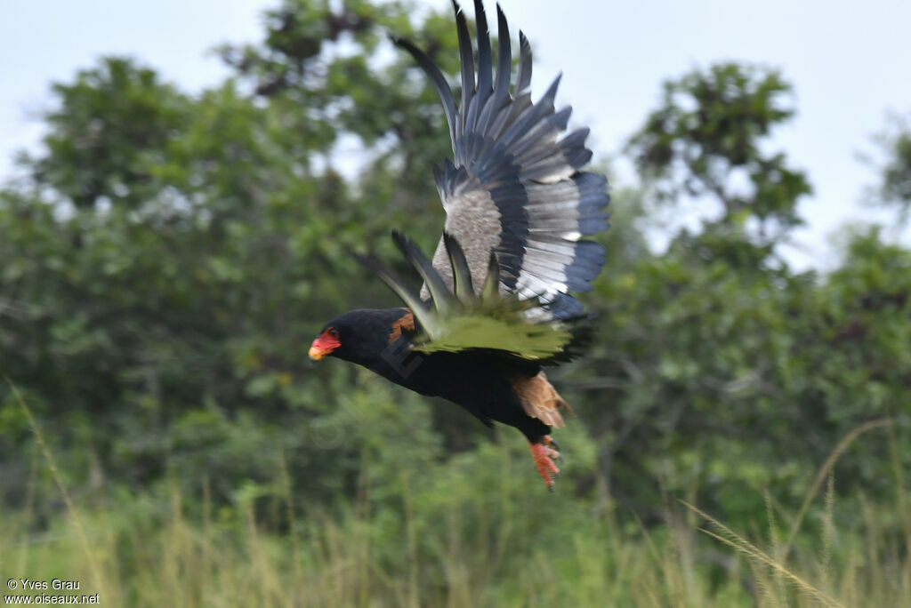 Bateleur des savanes