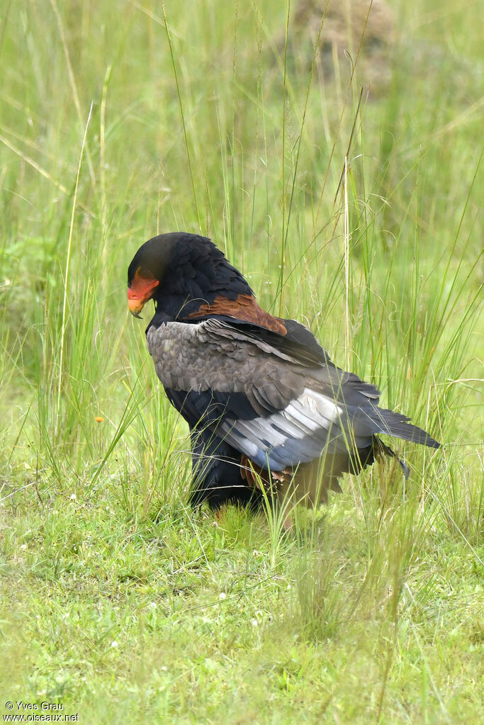 Bateleur des savanes