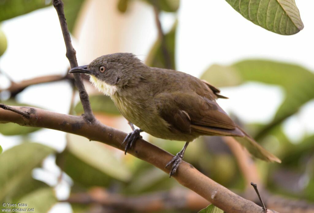 Bulbul d'Angola