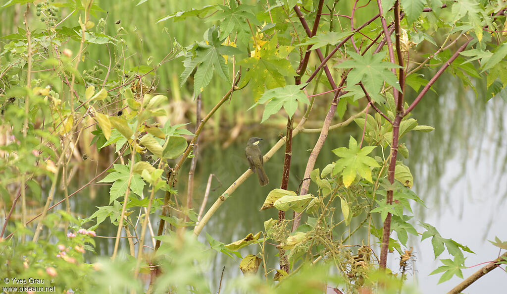 Bulbul d'Angola