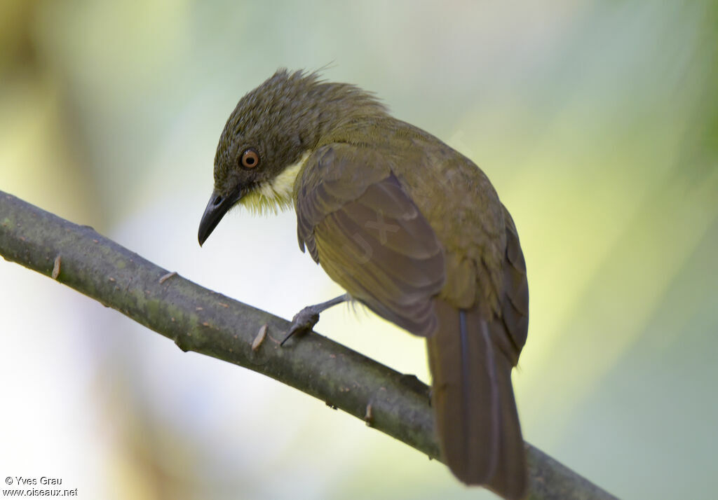 Bulbul d'Angola