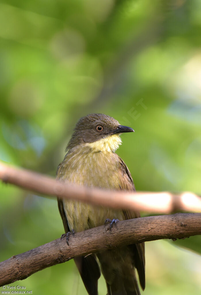 Bulbul d'Angola