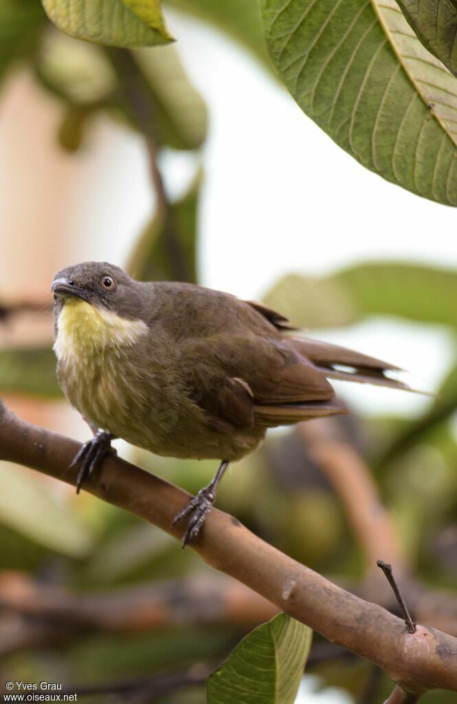 Pale-throated Greenbul