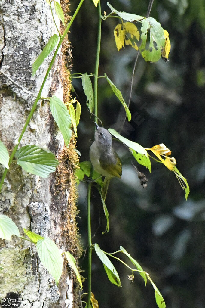 Shelley's Greenbul
