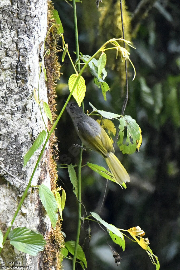Bulbul des Masuku
