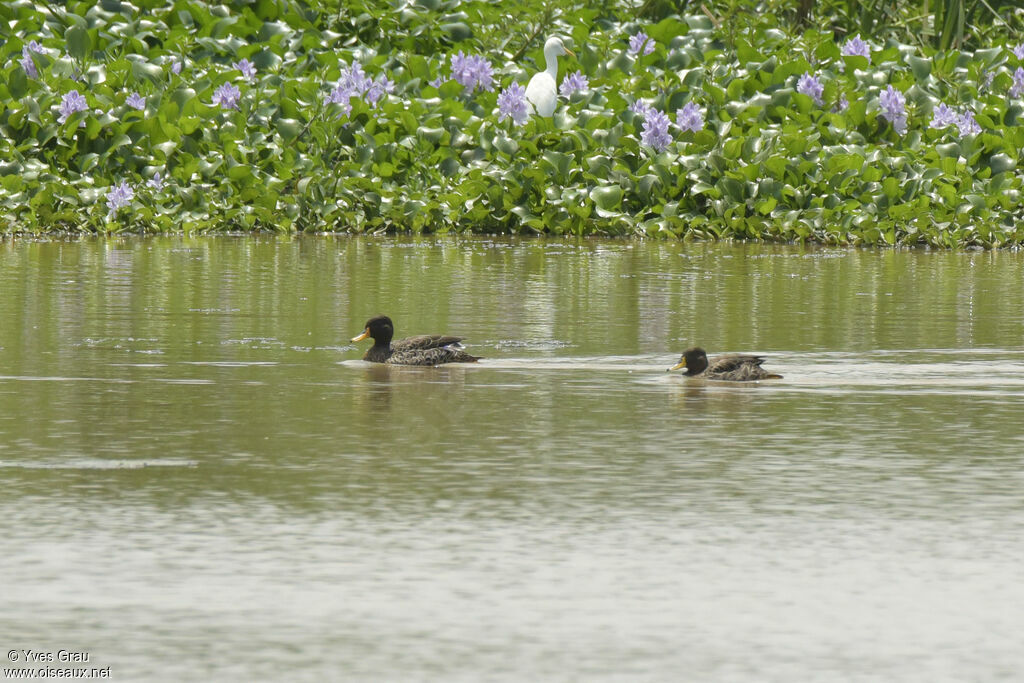 Yellow-billed Duck