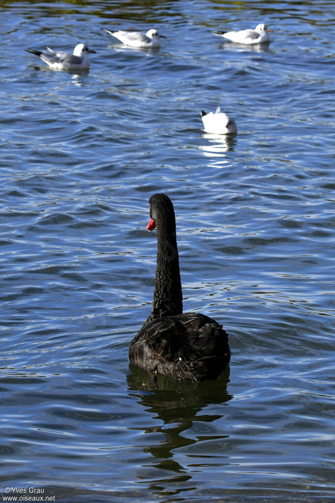 Black Swan