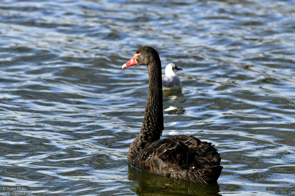 Black Swan