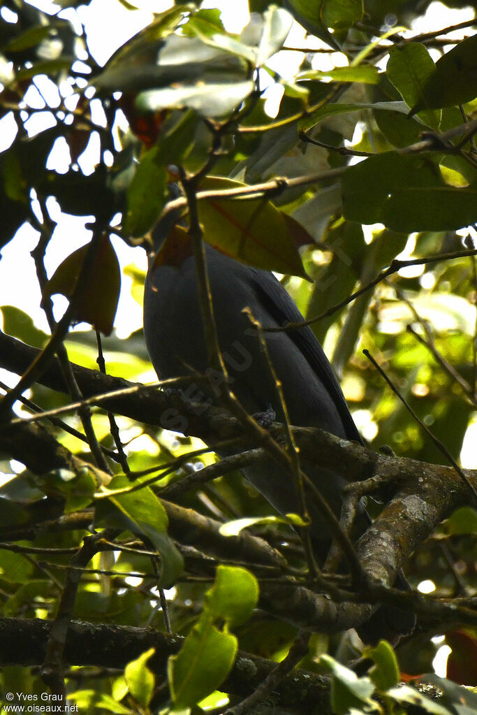 Grey Cuckooshrike