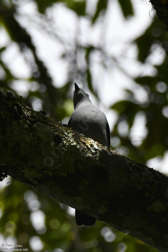 Grey Cuckooshrike