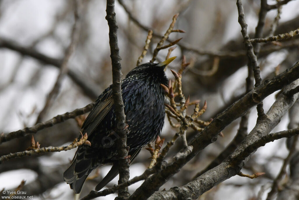 Common Starling