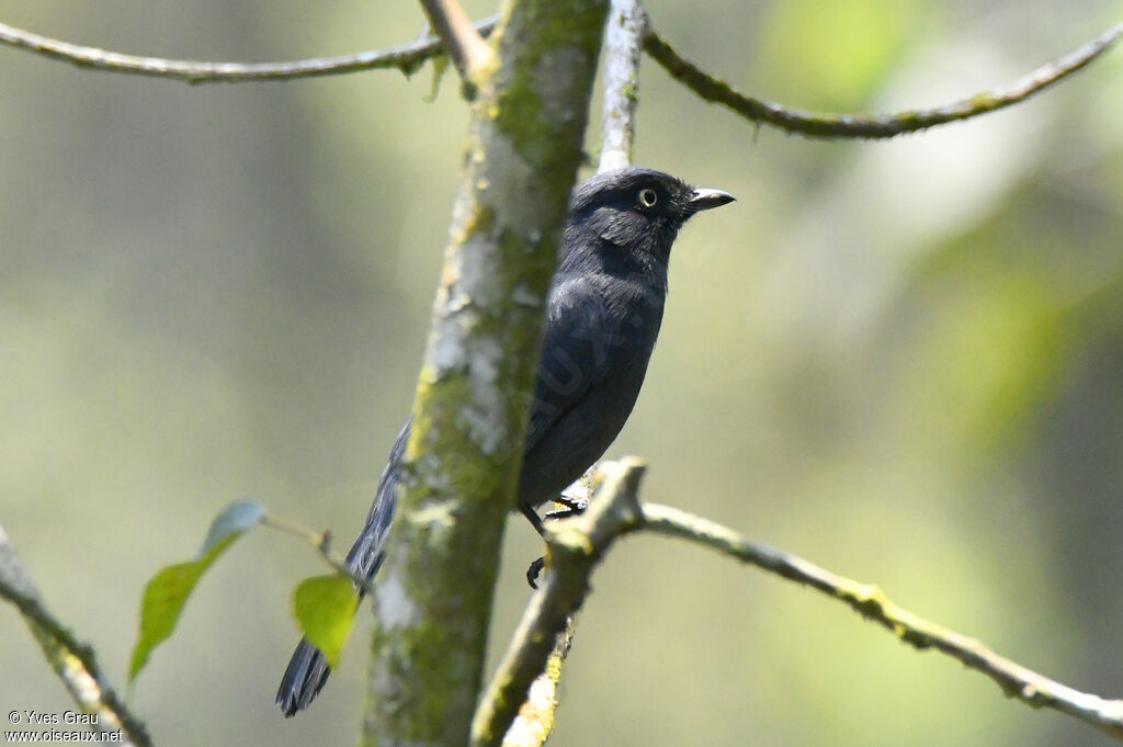 Yellow-eyed Black Flycatcher
