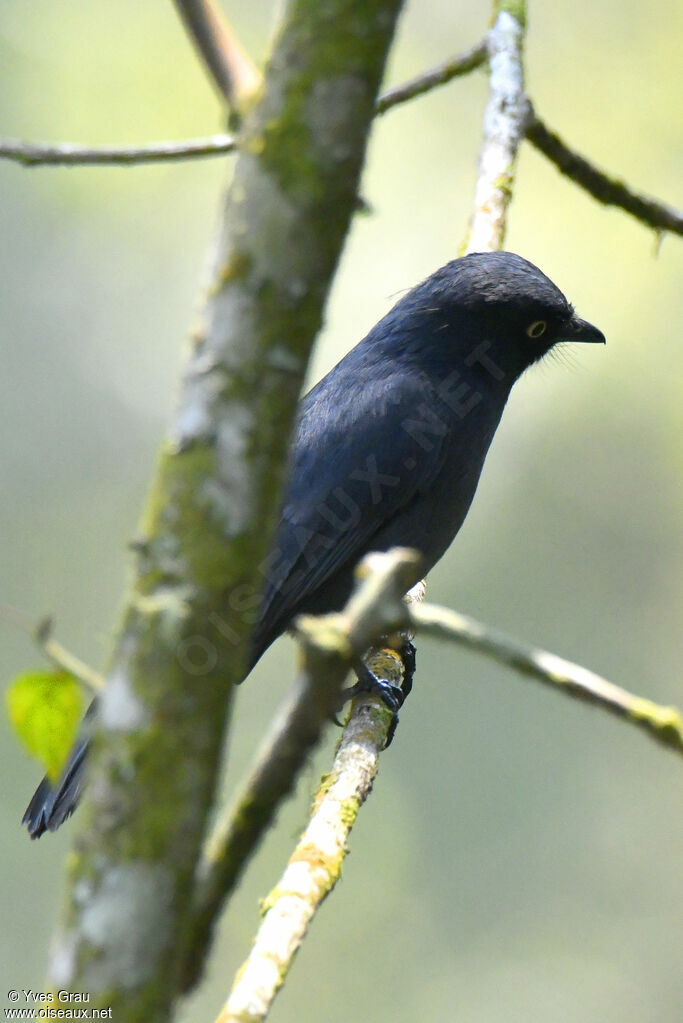 Yellow-eyed Black Flycatcher