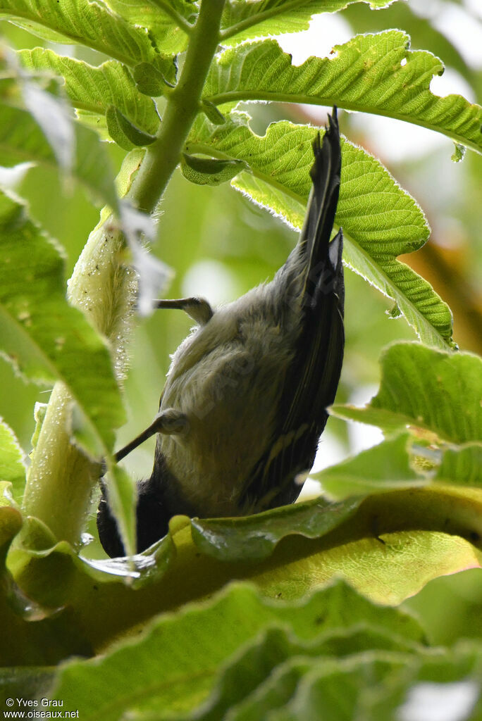 Stripe-breasted Tit